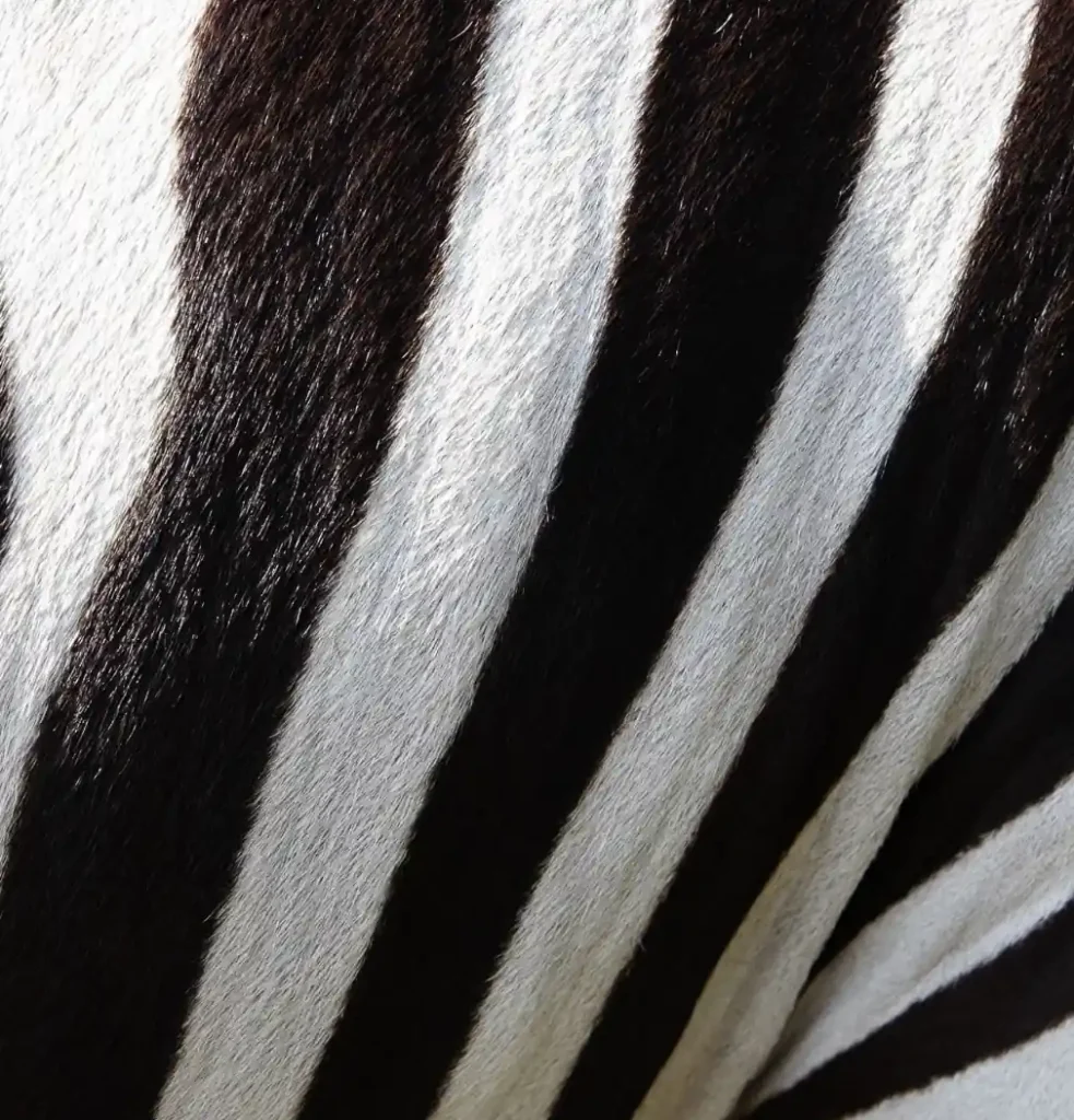 Close-up of black and white zebra stripes showing the natural texture of the animal's coat.